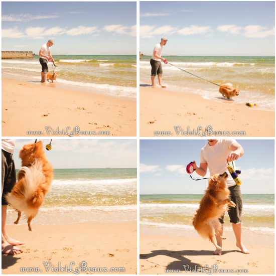 Pomeranian-Puppy-Beach